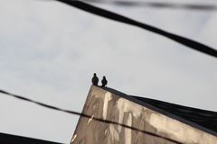 Pycnonotus aurigaster