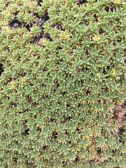 Azorella monantha