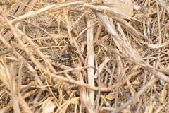 Sphenophorus aequalis