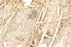 Sphenophorus aequalis