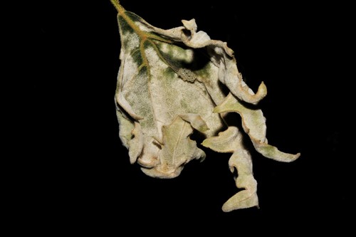 Sycamore Powdery Mildew
