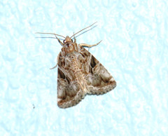 Diastema cnossia