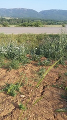 Triticum monococcum boeoticum
