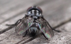 Macronychia polyodon