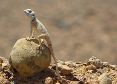 Pseudotrapelus sinaitus