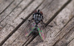 Macronychia polyodon