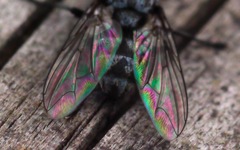 Macronychia polyodon