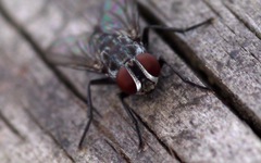 Macronychia polyodon