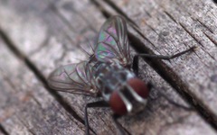 Macronychia polyodon