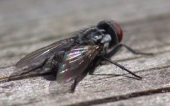 Macronychia polyodon