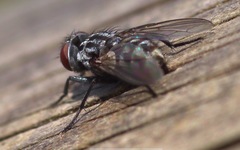 Macronychia polyodon