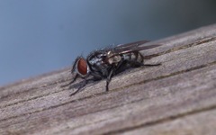 Macronychia polyodon