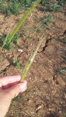 Triticum monococcum boeoticum