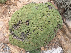 Azorella monantha