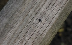 Macronychia polyodon