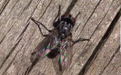 Macronychia polyodon