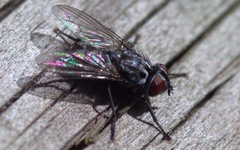 Macronychia polyodon