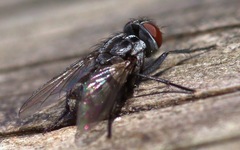 Macronychia polyodon