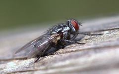 Macronychia polyodon