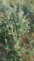 Cirsium arvense vestitum