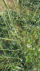 Cephalaria uralensis