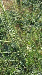 Cephalaria uralensis