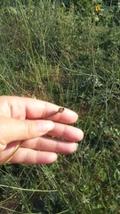 Cephalaria uralensis