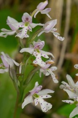 Galearis rotundifolia
