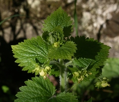 Scrophularia vernalis