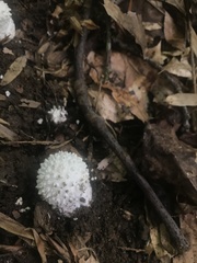 Amanita echinocephala