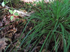 Carex debilis debilis