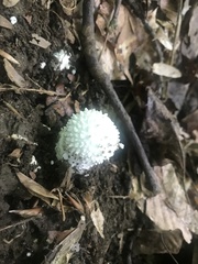 Amanita echinocephala
