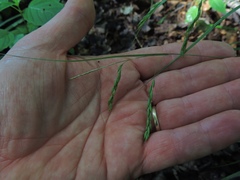 Carex debilis debilis