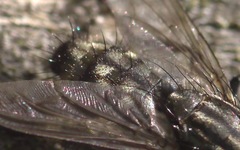 Sarcophaga carnaria