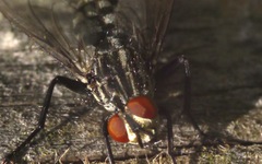 Sarcophaga carnaria
