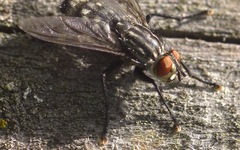 Sarcophaga carnaria