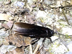 Panesthiinae