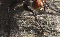 Sarcophaga carnaria