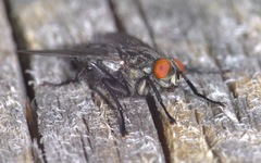 Sarcophaga carnaria