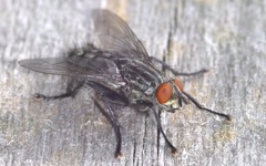 Sarcophaga carnaria