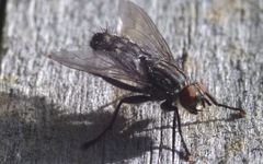 Sarcophaga carnaria