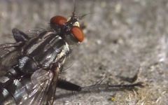 Sarcophaga carnaria