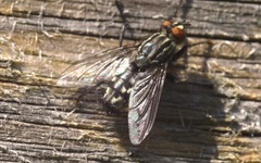 Sarcophaga carnaria