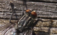Sarcophaga carnaria