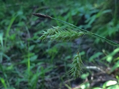Carex castanea