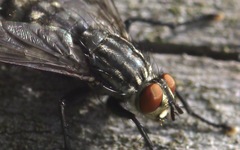 Sarcophaga carnaria