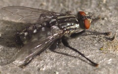 Sarcophaga carnaria