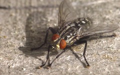 Sarcophaga carnaria