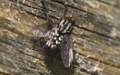 Sarcophaga carnaria