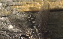 Sarcophaga carnaria